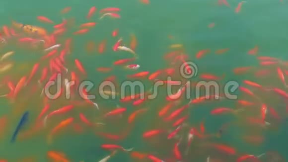 许多五颜六色的金鱼和锦鲤正在池塘里游泳中国水上花园装饰鱼人们喂鱼视频的预览图