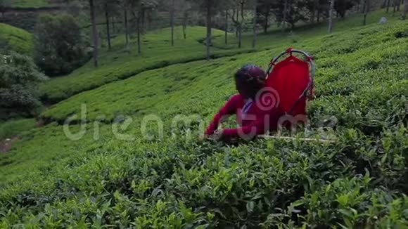女人在种植园采茶视频的预览图