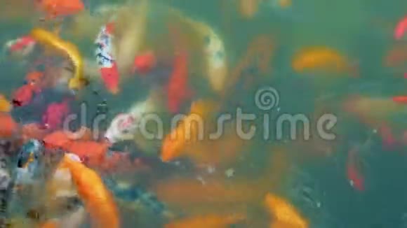 许多五颜六色的金鱼和锦鲤正在池塘里游泳中国水上花园装饰鱼人们喂鱼视频的预览图