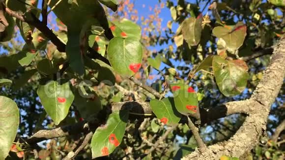我的梨叶真菌病梨树上的橙色斑点梨的锈病带金孢菌的梨叶视频的预览图