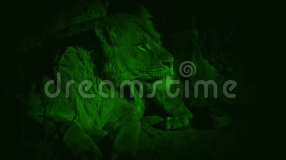 夜视镜母狮在洞穴里休息视频的预览图