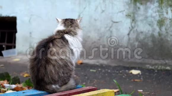 胖猫坐在长凳上视频的预览图