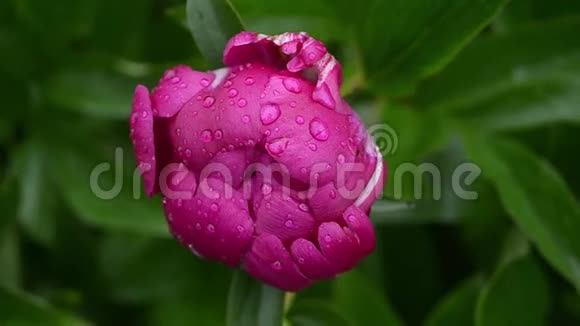 美丽的粉红色花苞在雨滴中随风摆动视频的预览图