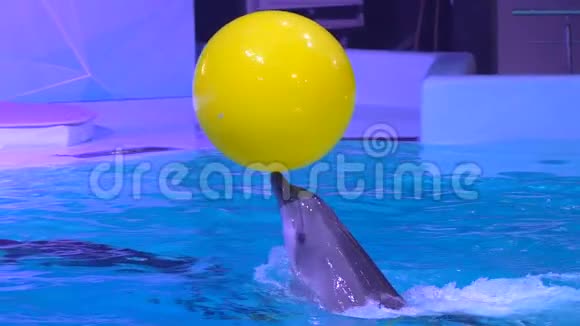 海豚馆海豚表演及水上乐园表演海豚在游泳池游泳训练时带球跳跃视频的预览图