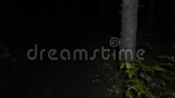 秋季晚林视频视频的预览图