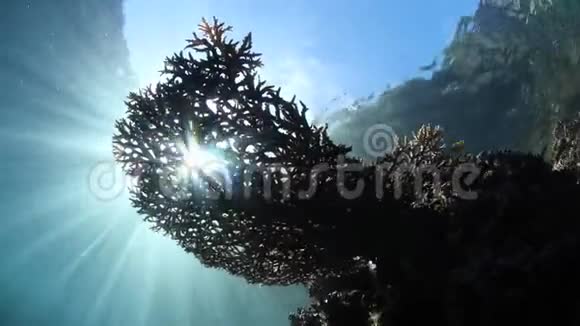 明亮的阳光勾勒出拉贾安帕健康珊瑚的轮廓视频的预览图