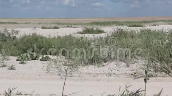 杂草丛生的沙洲视频的预览图