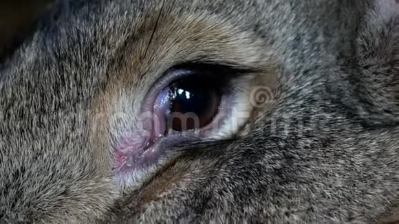 兔子谷仓前的灰兔视频的预览图