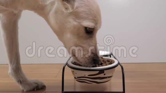 混合犬在碗里吃干粮的特写镜头视频的预览图