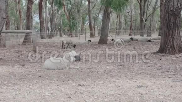 草地上的羊吃草休息视频的预览图