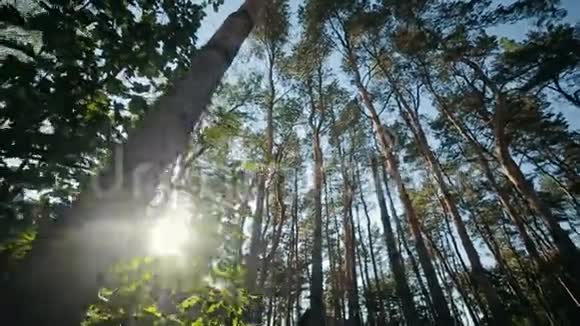 太阳冲破松树视频的预览图