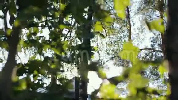太阳冲破松树视频的预览图
