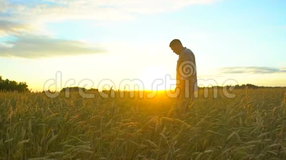 在日落或日出时幸福的农夫在美丽成熟的麦田里散步男农摸着自己农场的麦穗视频的预览图