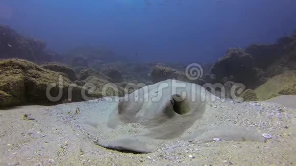 珊瑚礁上的牛尾黄貂鱼扇尾黄貂鱼或牛尾黄貂鱼视频的预览图