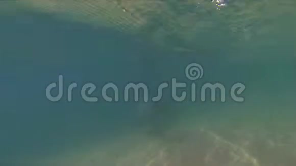 海豚游泳近距离玩耍快乐的澳大利亚驼背海豚视频的预览图