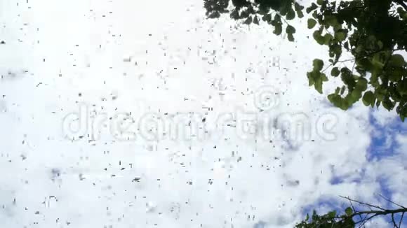 天空中的一大群蝗虫视频的预览图