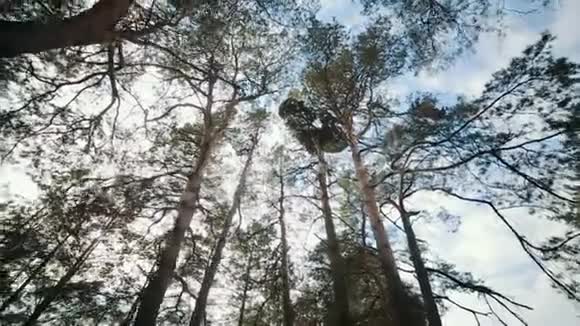 太阳冲破松树视频的预览图