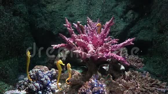珊瑚周围清水中的黄色海马视频的预览图