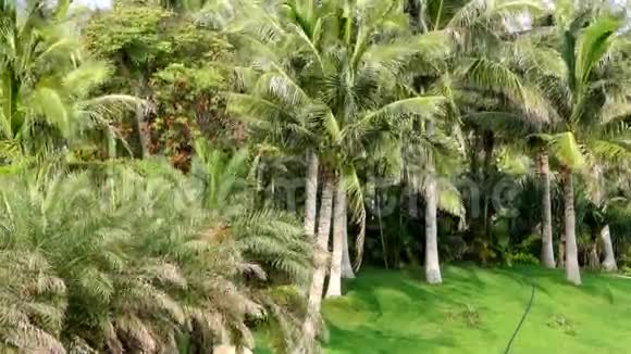 椰林视频的预览图