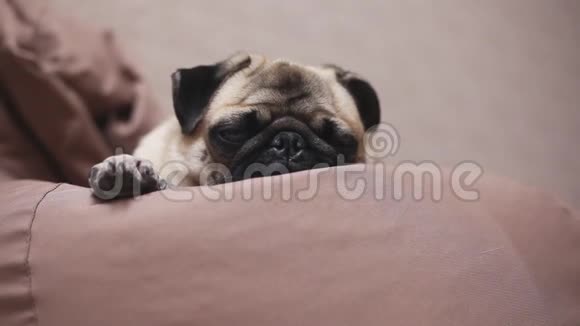 可爱的狗躺在椅子包上疲惫而平静睡着了视频的预览图