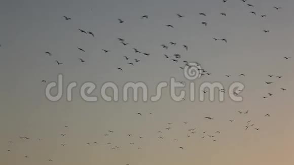海鸥在黄昏飞翔视频的预览图