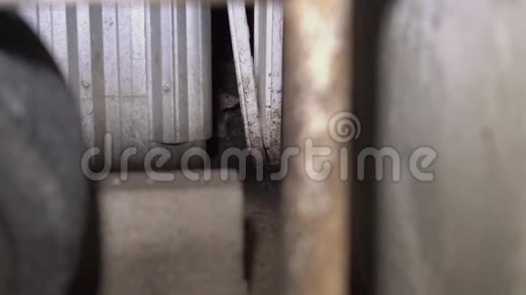 垃圾箱里的老鼠大城市中隐藏的一部分视频的预览图