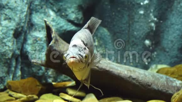 巨型古拉米鱼视频的预览图