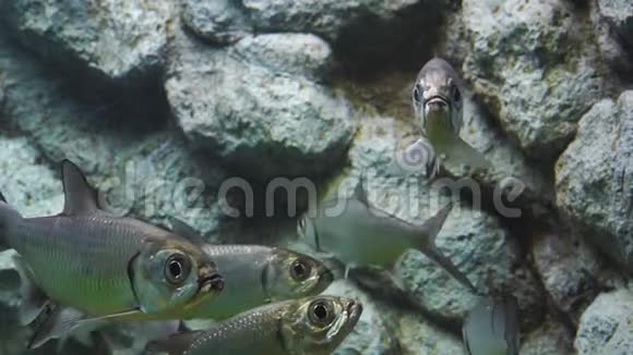 印度太平洋芋头鱼在水中视频的预览图