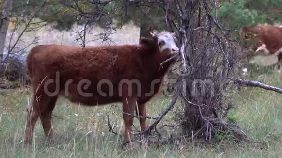 红白牛在一个夏天在松林中放牧视频的预览图
