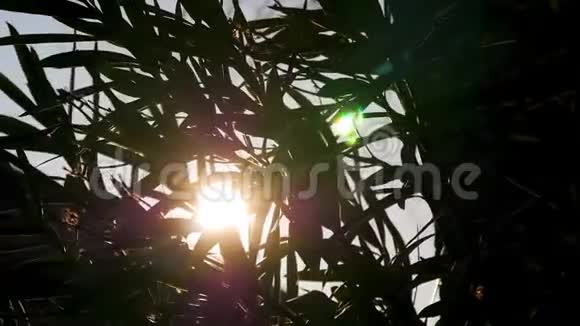 阳光照在一棵大树的叶子之间剃须刀自然环境阳光手掌休息放松夏天视频的预览图