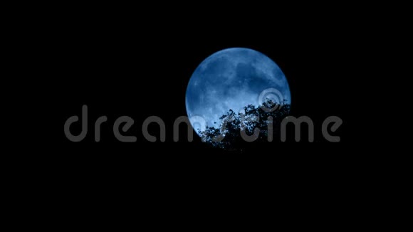 树在微风中月亮在后面视频的预览图