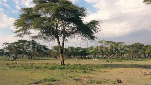 相思树和斑马在远方的非洲景观视频的预览图