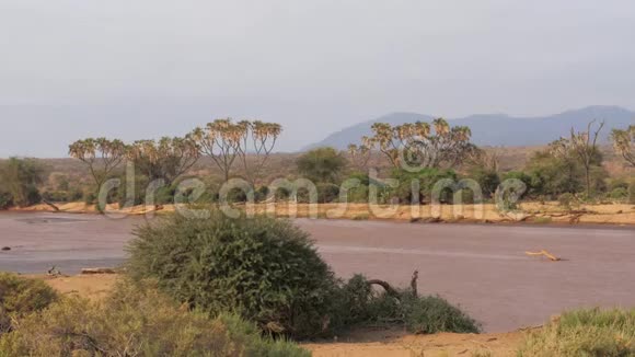 褐水美的非洲河的景色视频的预览图