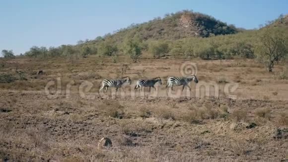 三只斑马优雅地驰过非洲的大草原视频的预览图