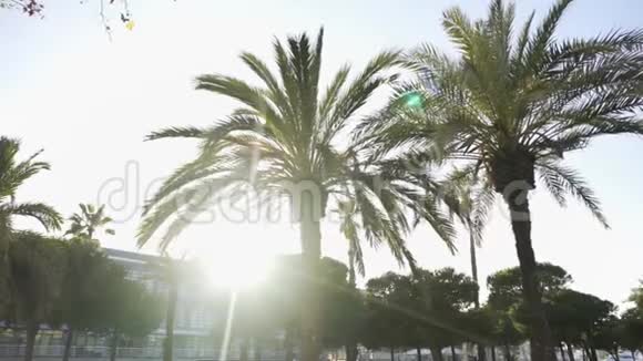 棕榈树顶着明媚的阳光在南方城市的街道上度假的理念埃菲尔绿色的美丽夏日视频的预览图