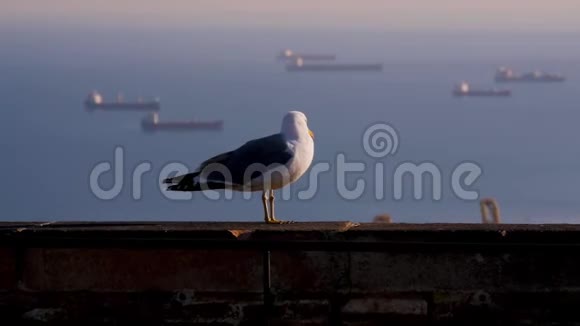 一只海鸥坐在砖墙上映衬着大海和船只日落散步自由飞翔蓝色平静视频的预览图
