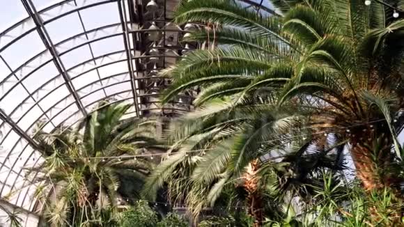 有棕榈树的温室阳光阳光照亮了冬天花园玻璃屋顶上的棕榈枝外来植物视频的预览图