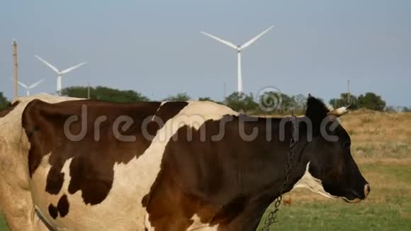 奶牛骑在苍蝇身上用风车在农场用蹄子挠他的耳朵视频的预览图