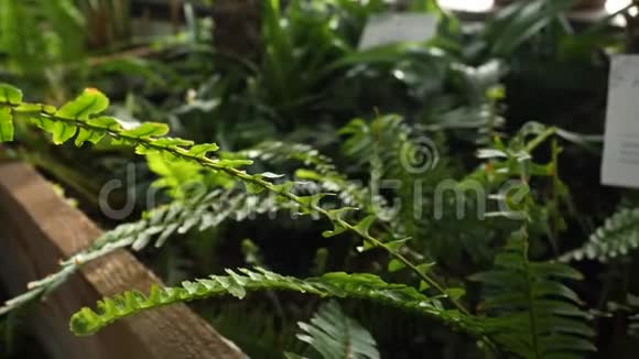 温室生长的绿色蕨类植物的特写美丽的绿色蕨类植物的叶子被太阳光线照亮了视频的预览图