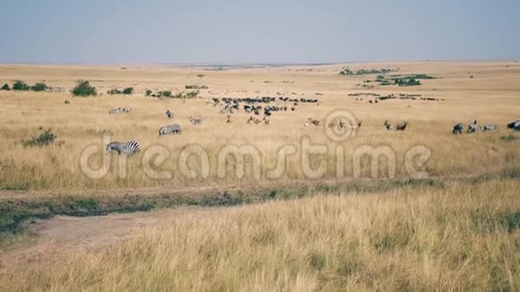 一大群非洲斑马和羚羊在草原上长满了干枯的草视频的预览图