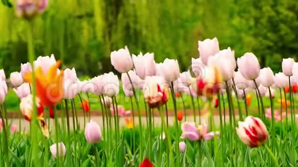 有风的春天公园的花园郁金香视频的预览图