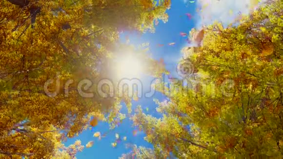 秋天的树叶从树上缓慢地飘落视频的预览图