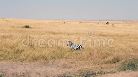 非洲大草原上一只好奇的斑马的肖像视频的预览图