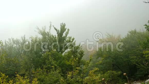 秋林中浓雾密布视频的预览图