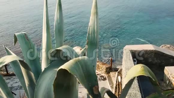 纳维海滩上的仙人掌春天的热那亚利古里亚海的全景视频的预览图