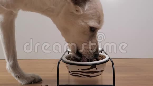 混合犬在碗里吃干粮的特写镜头视频的预览图