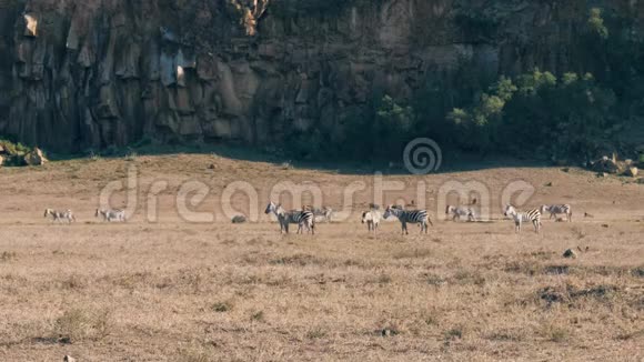 山上岩石附近尘土飞扬的非洲大草原上的斑马和野猪视频的预览图