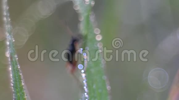 大自然背景下的红若虫视频的预览图
