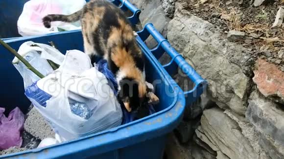 无家可归的饥饿猫在垃圾桶里寻找食物和撕牙包视频的预览图