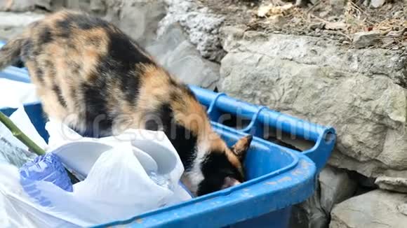 无家可归的猫在垃圾桶里寻找食物和撕牙包视频的预览图
